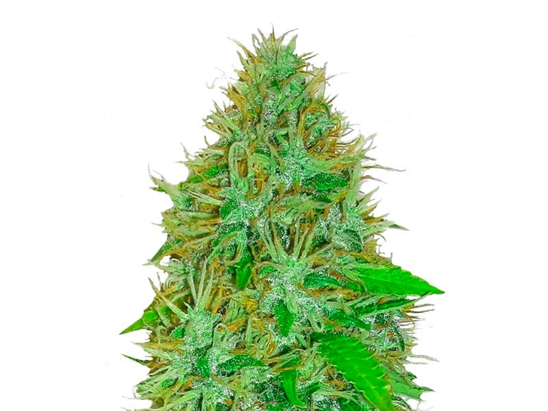 2 Fast 2 Vast auto fem (Heavyweight Seeds)