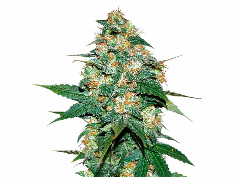 Skunk 47