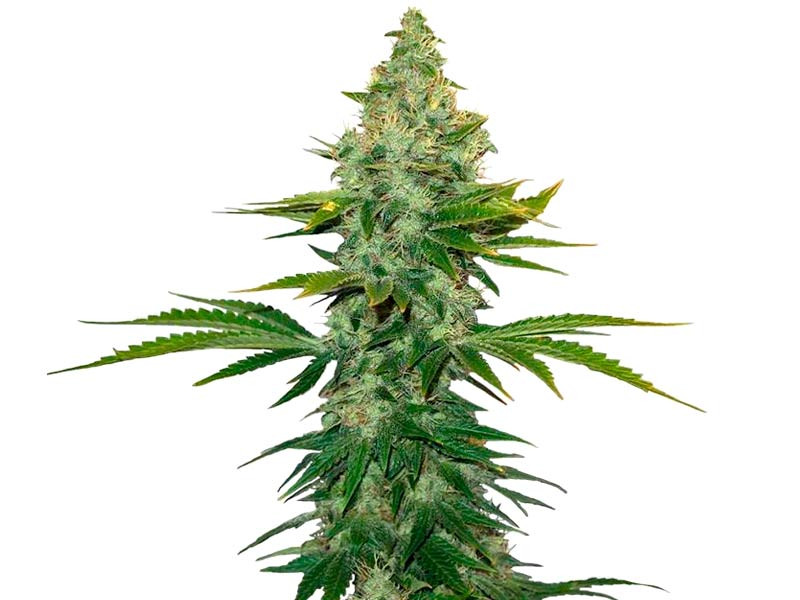 Сорт Liberty Haze fem