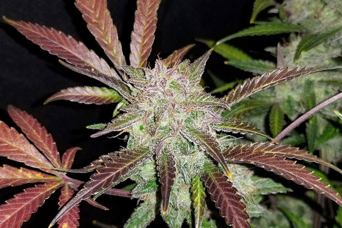 Сорт марихуаны Cream Cookies auto