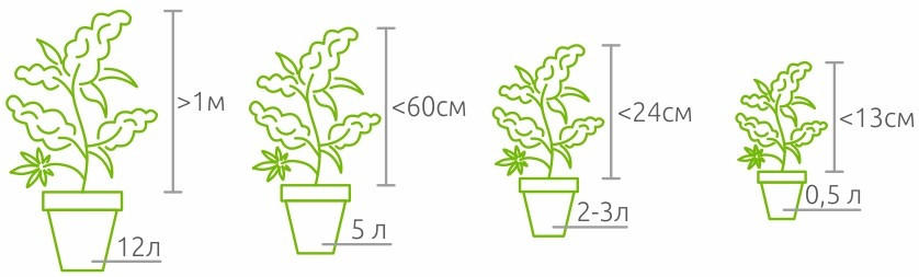 Объём горшка для конопли