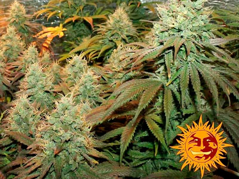 Сорт Liberty Haze fem от Barney`s Farms